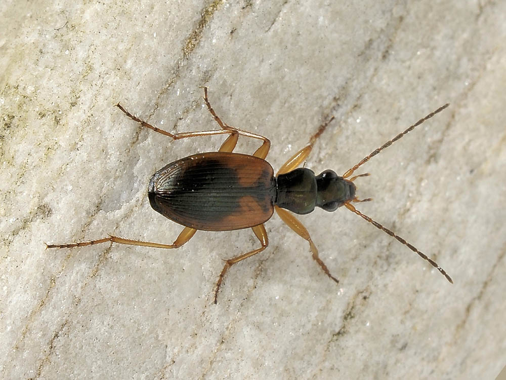 Anchomenus dorsalis